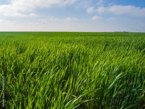 Obraz na plátne Green grass in a field with a blue cloudy sky