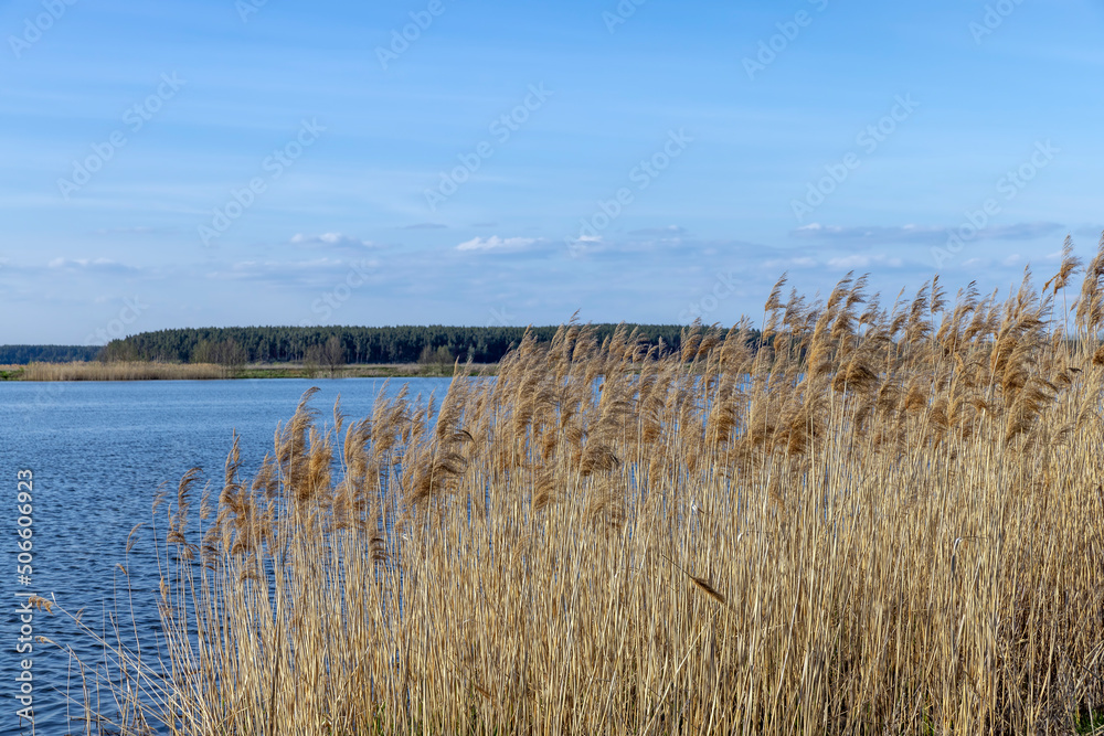 grass and other plants growing near the water of the lake