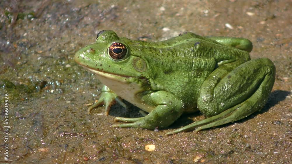 Green Marsh frog or Eurasian marsh frog (Pelophylax ridibundus) sits on wet sand, side view, close-up. Green Marsh frog or Eurasian marsh frog (Pelophylax ridibundus) sits on wet sand, side view, close-up.