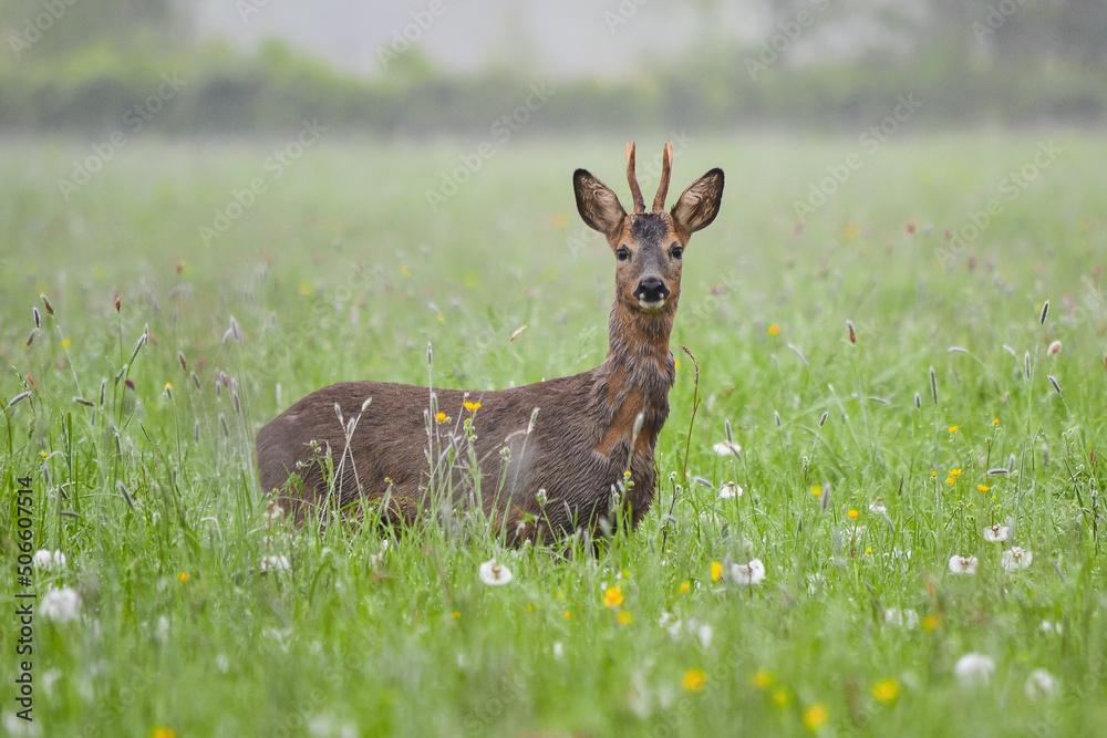 Fototapeta premium Chevreuil