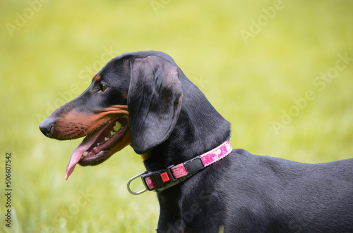 dachshund dog portrait
