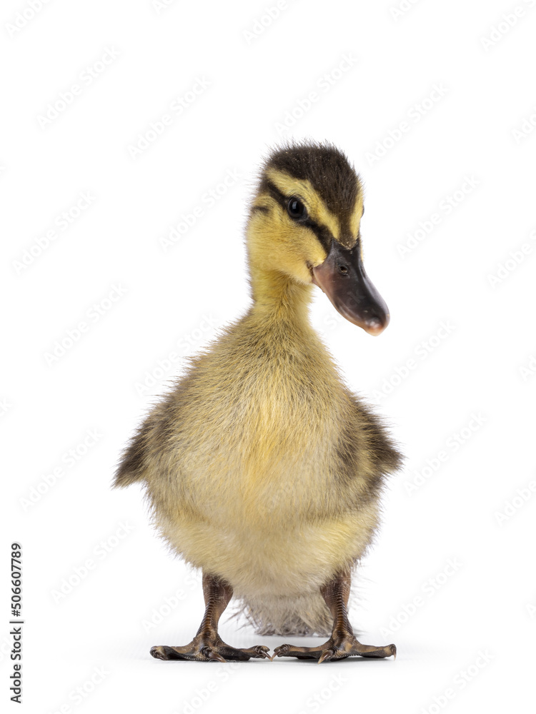 Cute little wild duck duckling, standing facing front and looking towards camera. Isolated on a white background. Cute little wild duck duckling, standing facing front and looking towards camera. Isolated on a white background.