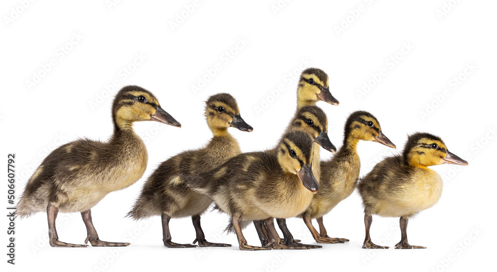 Group of cute little wild duck duckling, standing together and looking towards camera. Isolated on a white background. Group of cute little wild duck duckling, standing together and looking towards camera. Isolated on a white background.