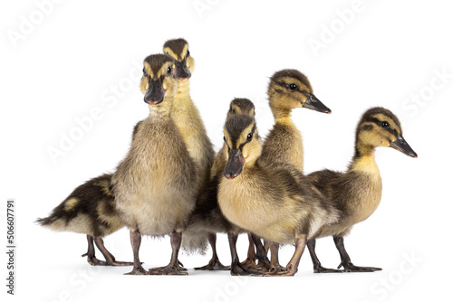 Group of cute little wild duck duckling, standing together and looking towards camera. Isolated on a white background.