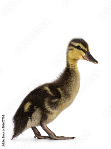 Cute little wild duck duckling, standing side ways and looking towards camera. Isolated on a white background.