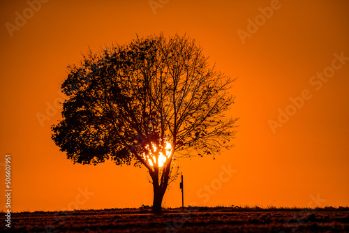 Lonely tree by the road at sunrise in autumn. Photographed in October in the area of       southern Bohemia near the village of Star   sedlo near the Temel  n nuclear power plant