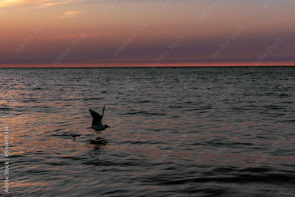 Fototapeta premium seagull sea sunset