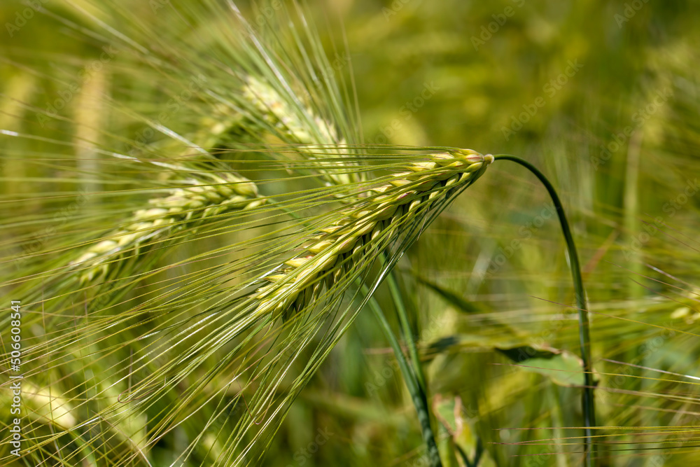 agricultural field where green unripe wheat grows agricultural field where green unripe wheat grows