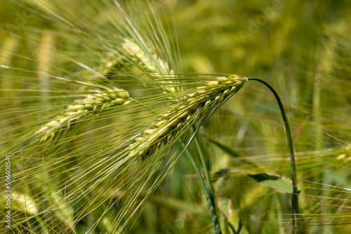 agricultural field where green unripe wheat grows