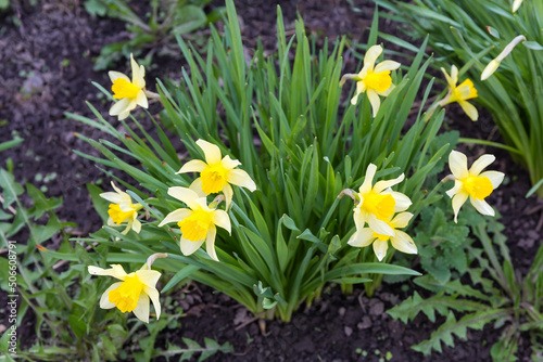 Bush of flowering narcissus with yellow flowers on flower bed