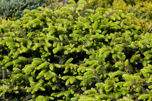 green young spruce needles growing in early summer