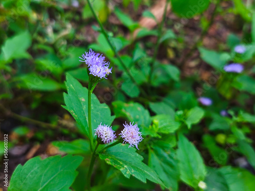 flower in the garden