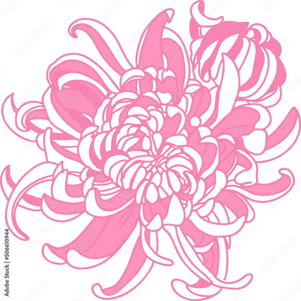 pink and white flower pink and white flower