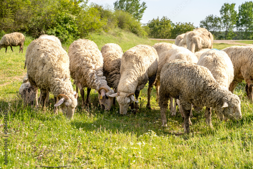 Sheep grazing at the green field.Flock of sheep in the field. Farm animal husbandry concept. Sheep grazing at the green field.Flock of sheep in the field. Farm animal husbandry concept.