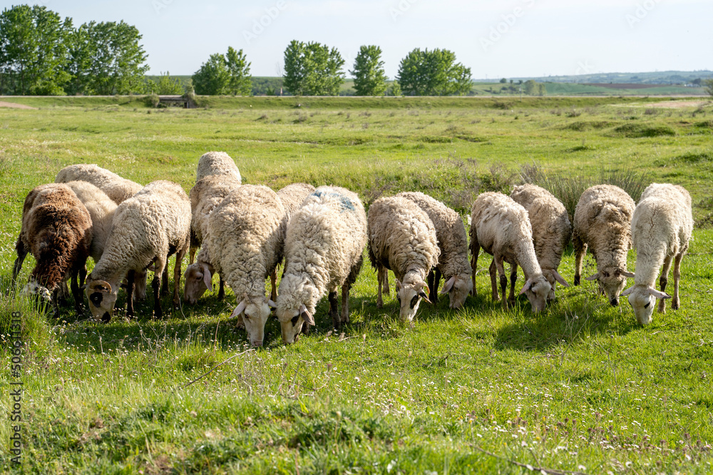 Sheep grazing  at the green field.Flock of sheep in the field. Farm animal husbandry concept.