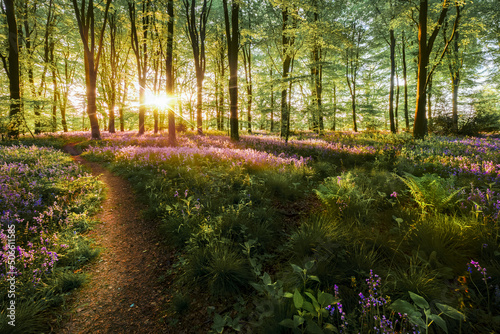 Fototapeta Naklejka Na Ścianę i Meble -  Dawn sunrise in bluebell forest in England