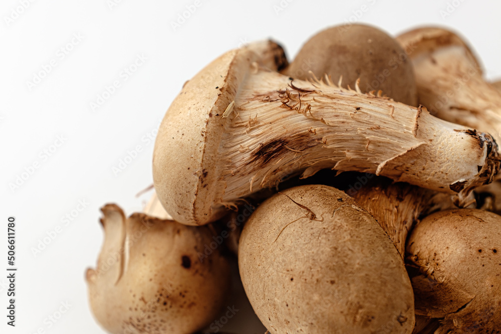 matsutake mushroom on a white background matsutake mushroom on a white background