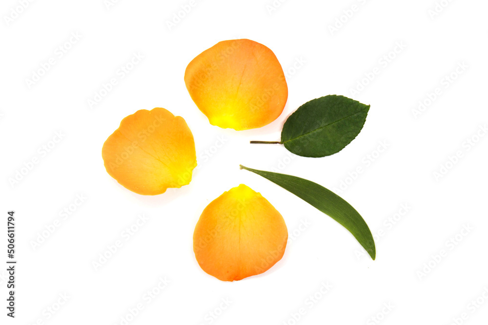 Orange rose petals and leave isolated on white background Orange rose petals and leave isolated on white background