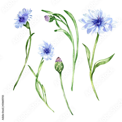 Meadow blue flowers  cornflower watercolor illustration on white background
