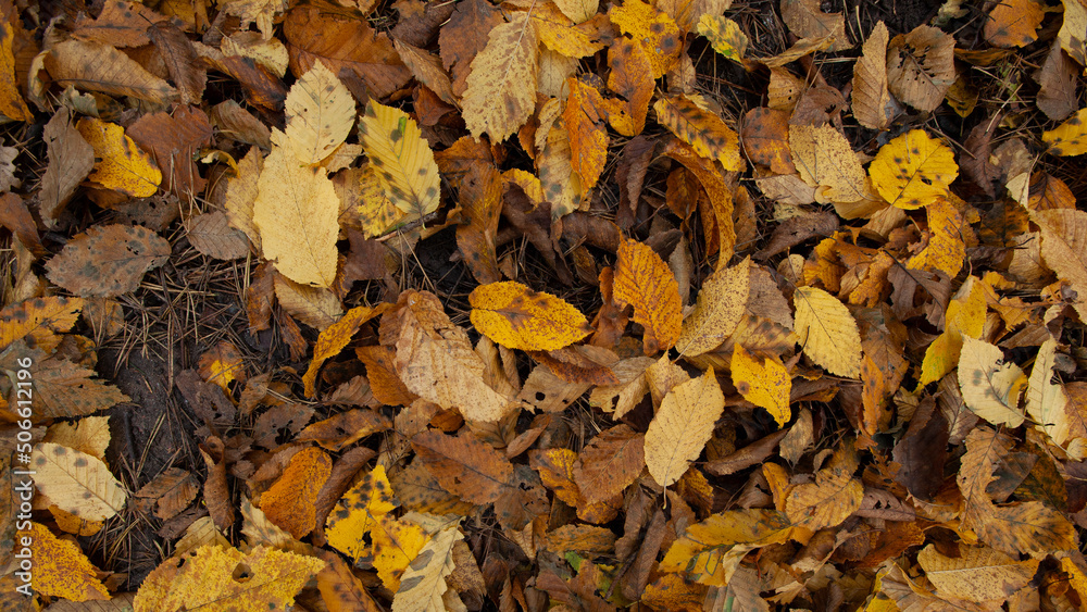 fallen foliage in autumn during leaf fall in cloudy weather fallen foliage in autumn during leaf fall in cloudy weather