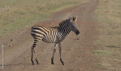 cute common zebra foal standing alert on a dirt road in the wild savannah of masai mara  kenya