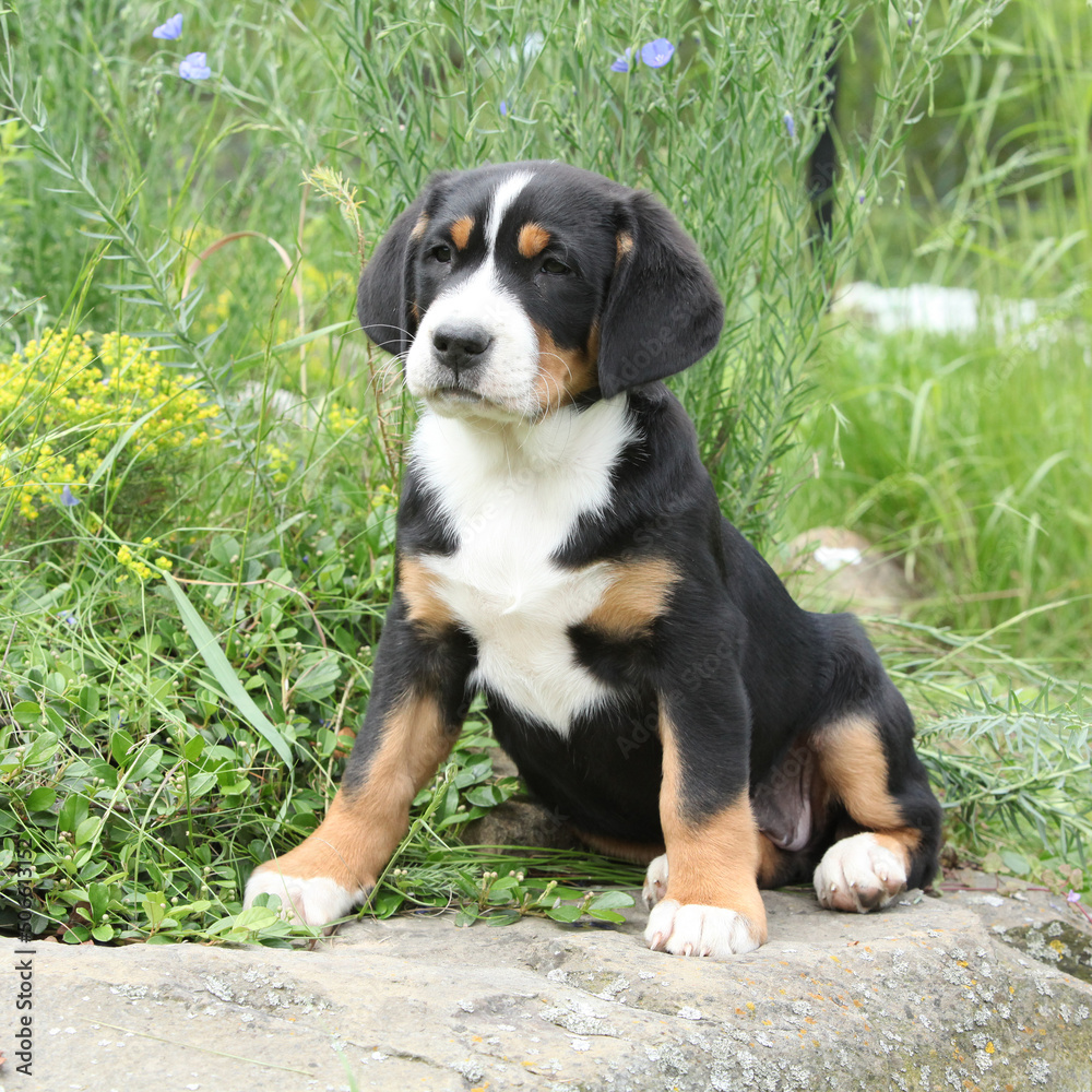 Amazing puppy in the garden Amazing puppy in the garden