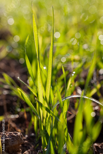 green wheat sprouts in a field with water drops after rain