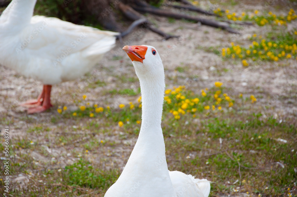 White domestic goose duck bird at poultry farm White domestic goose duck bird at poultry farm