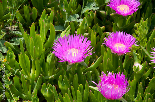 Blooming Karkalla or pigface flowers with succulent leaves