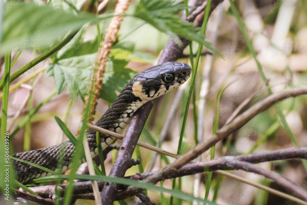 Fototapeta premium A non-venomous snake crawls in green grass . It's Natrix natrix (grass, ringed or water snake).