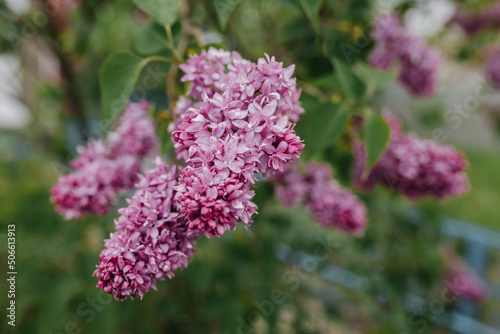 Lilac flowers in the garden in cloudy spring weather. Close up