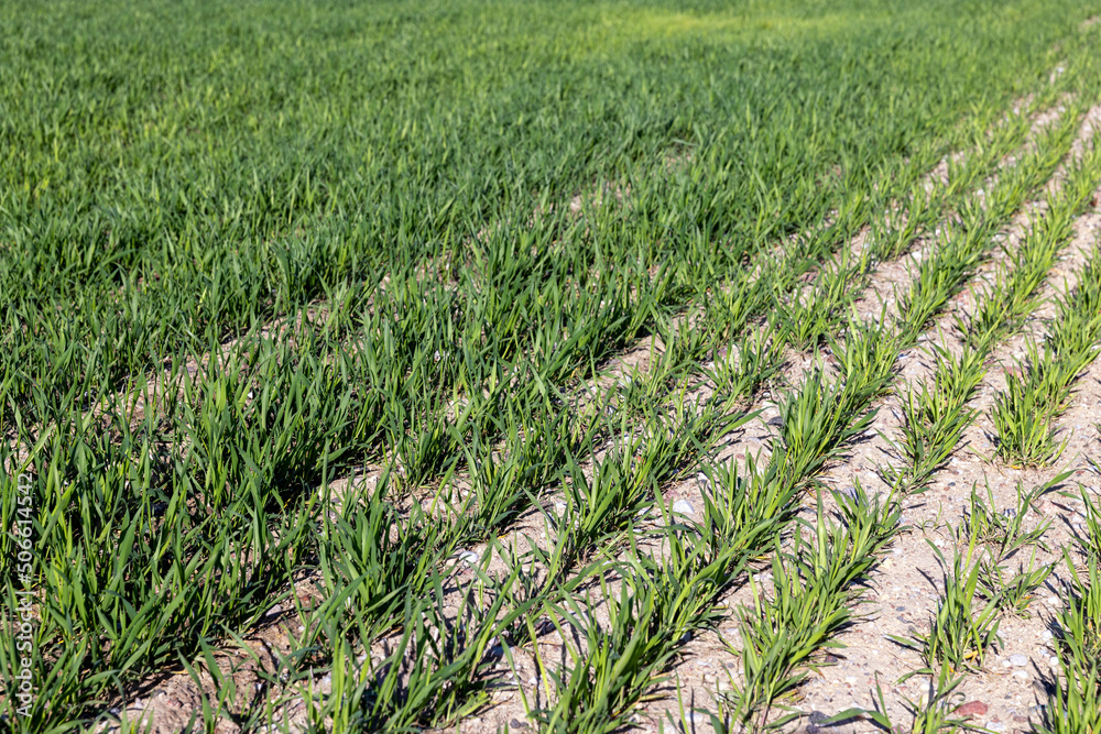 Fototapeta premium agricultural field where green unripe wheat grows