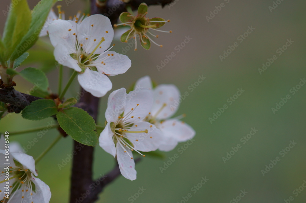 Obraz premium Blooming white cherry. Spring time.