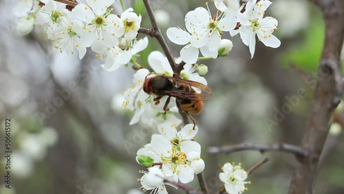 A bee on a cherry blossom. Natural natural background.