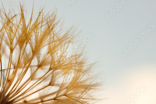 Dandelion with Water Drops Filtered.