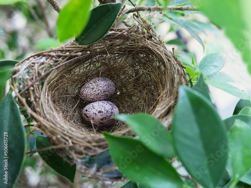 Bird nest with eggs on green tree