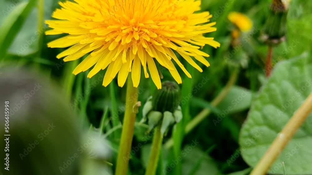 yellow dandelion flower approaching, beautiful nature yellow dandelion flower approaching, beautiful nature