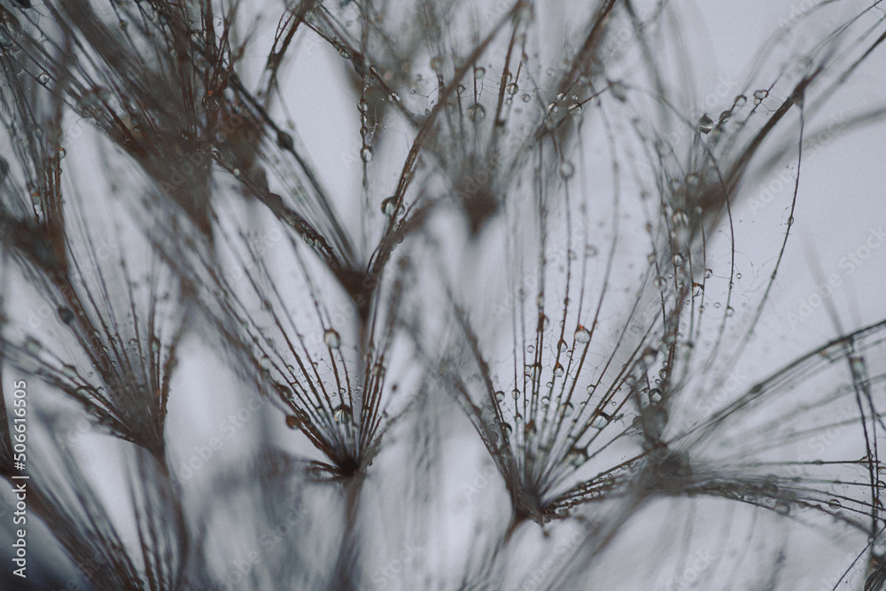 Fototapeta premium Dandelion with Water Drops Filtered.