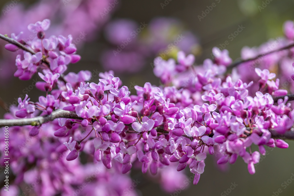 Redbud Bloom Redbud Bloom