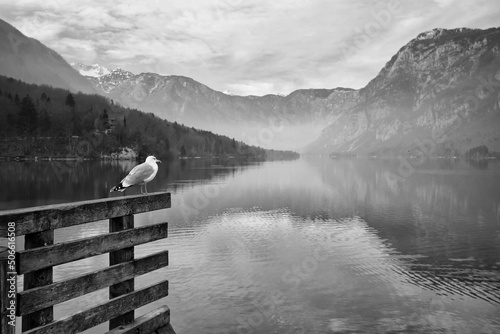 Seagull on Lake Bohinj