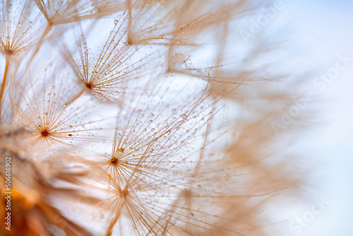 Dandelion with Water Drops Filtered.