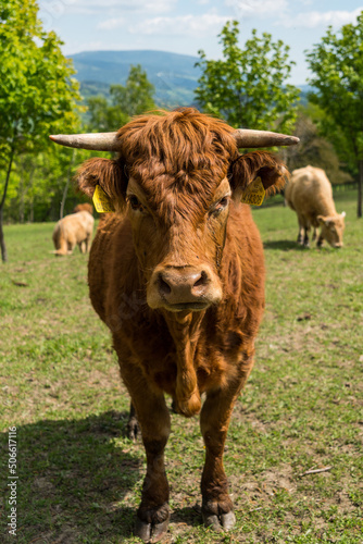 Portrait of a brown cow looking into camera