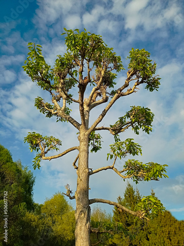 Fototapeta Naklejka Na Ścianę i Meble -  An unusual tree against the sky in nature