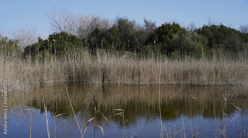 The wild reedbed in the Natural Park of s'Albufera, is a dense vegetation that serves as protection for many species of birds that nest or sleep there. The wild reedbed in the Natural Park of s'Albufera, is a dense vegetation that serves as protection for many species of birds that nest or sleep there.