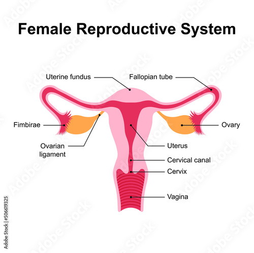 Scientific Designing of Female Reproductive System. Colorful Symbols. Vector Illustration. photo