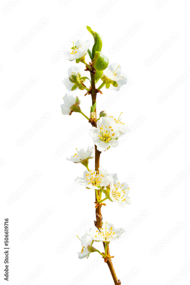 Blossoming apple tree branch isolated on white background. Blossoming apple tree branch isolated on white background.