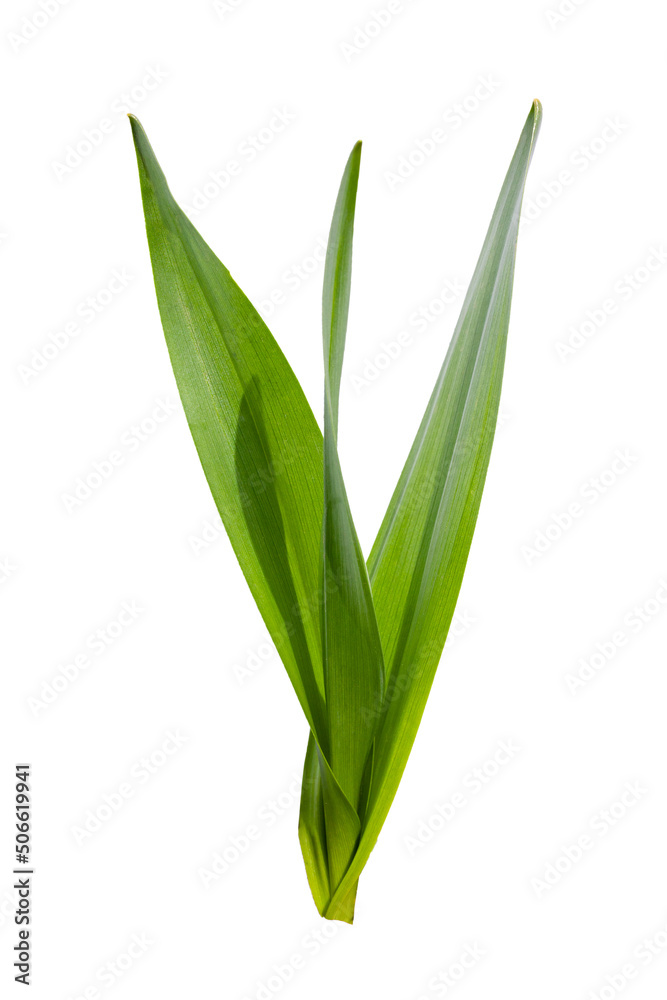 Green leaves of the plant are cut out on a white background.