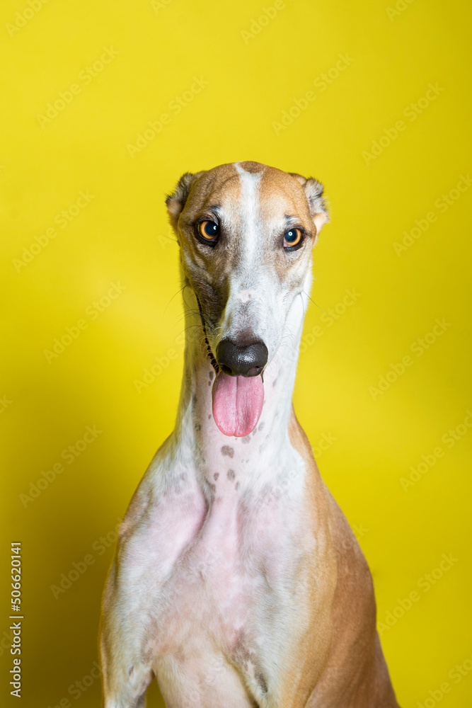 adorable and curious brown and white spotted greyhound dog with big beautiful eyes and big black nose portrait in studio on gray background adorable and curious brown and white spotted greyhound dog with big beautiful eyes and big black nose portrait in studio on gray background