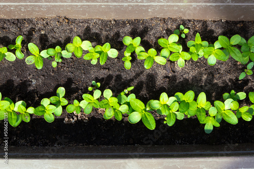 Small zinnia sprouts in a plastic seedling box in spring