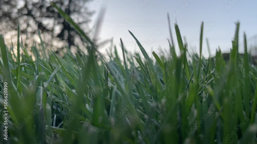 Low angle view of grass and trees Low angle view of grass and trees